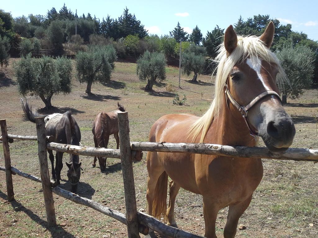 Agriturismo Terranova ピスティッチ エクステリア 写真